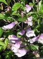 šeřík Květina Východní Penstemon, Chlupatý Beardtongue fotografie a charakteristiky