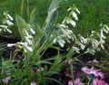 hvid Blomst Østlige Penstemon, Behårede Beardtongue Foto og egenskaber