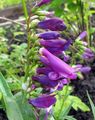 púrpura Flor Penstemon Oriental, Beardtongue Peluda Foto y características