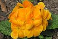 Gartenblumen Primel, Primula orange Foto