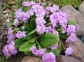 garður blóm Primrose, Primula lilac mynd