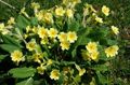 gul Blomst Primrose Bilde og kjennetegn