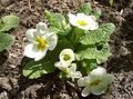 Trädgårdsblommor Primrose, Primula vit Fil