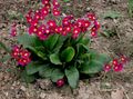 Gartenblumen Primel, Primula rot Foto