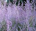 lilac Flower Russian Sage Photo and characteristics
