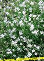 balts Zieds Tunicflower Foto un raksturlielumi