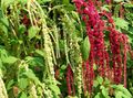 Záhradné kvety Amaranthus, Láska-Klamstvá-Krvácanie, Kiwicha, Amaranthus caudatus vínny fotografie