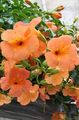 les fleurs du jardin Pétunia, Petunia orange Photo
