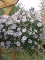 Gartenblumen Petunie, Petunia weiß Foto