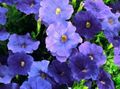 modra Cvet Petunia fotografija in značilnosti