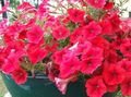rød Blomst Petunia Foto og egenskaber
