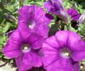 fialový Kvetina Petúnie fotografie a vlastnosti