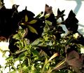 les fleurs du jardin Pétunia, Petunia noir Photo