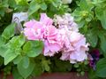 Záhradné kvety Petúnie, Petunia ružová fotografie