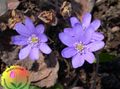 庭の花 スハマソウ、ゼニゴケ、丸い葉の肝, Hepatica nobilis, Anemone hepatica ライラック フォト