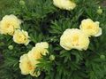 žltá Kvetina Pivonka fotografie a vlastnosti