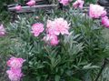 Záhradné kvety Pivonka, Paeonia ružová fotografie