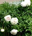 Flores de jardín Peonía, Paeonia blanco Foto