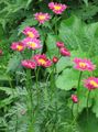 Have Blomster Malet Daisy, Gyldne Fjer, Gyldne Matrem, Pyrethrum hybridum, Tanacetum coccineum, Tanacetum parthenium pink Foto