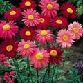 roșu Floare Daisy Pictat, Pene De Aur, Feverfew De Aur fotografie și caracteristici