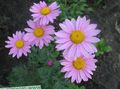 lilla Blomst Malet Daisy, Gyldne Fjer, Gyldne Matrem Foto og egenskaber