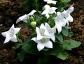 valkoinen  Ilmapallo Kukka, Kiina Bellflower kuva ja ominaisuudet
