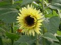Dārza Ziedi Saulespuķe, Helianthus annus dzeltens Foto