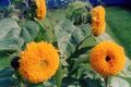 Градински цветове Слънчоглед, Helianthus annus оранжев снимка