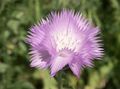 ceriņi Zieds Amberboa, Salds Sultan Foto un raksturlielumi