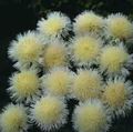 galben Floare Amberboa, Sultan Dulce fotografie și caracteristici