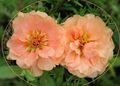 Vrtne Cvjetovi Sunce Biljka, Portulaca, Ruža Mahovinu, Portulaca grandiflora ružičasta Foto
