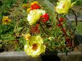 Sluníčko Rostlina, Portulaca, Růže Mech
