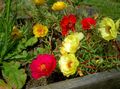 Záhradné kvety Slnko Závod, Portulaca, Ruža Mach, Portulaca grandiflora červená fotografie