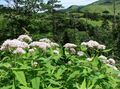 Záhradné kvety Fialová Joe Pye Burinu, Sladký Joe Pye Weed, Eupatorium biely fotografie