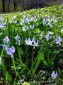 γαλάζιο λουλούδι Σιβηρίας Σκίλλης, Scilla φωτογραφία και χαρακτηριστικά