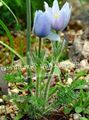 albastru deschis  Floare Pasque fotografie și caracteristici