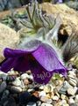 vijolična Cvet Kosmatinec fotografija in značilnosti