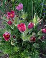 Gartenblumen Küchenschelle, Pulsatilla rot Foto