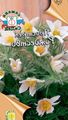 λευκό λουλούδι Pasque Λουλούδι φωτογραφία και χαρακτηριστικά