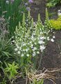 Flores de jardín Estrella-De-Belén, Ornithogalum blanco Foto