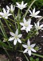 Záhradné kvety Hviezda-Of-Betlehema, Ornithogalum biely fotografie