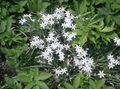 Záhradné kvety Hviezda-Of-Betlehema, Ornithogalum biely fotografie