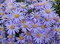 I fiori da giardino Aster Ialian, Amellus azzurro foto