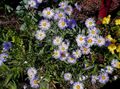 Gartenblumen Ialian Aster, Amellus flieder Foto
