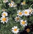 Flores de jardín Aster Ialian, Amellus blanco Foto