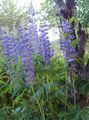 Flores do Jardim Tremoço Streamside, Lupinus azul foto