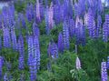Ogrodowe Kwiaty Łubin, Lupinus jasnoniebieski zdjęcie