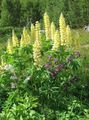 Záhradné kvety Streamside Lupina, Lupinus žltá fotografie