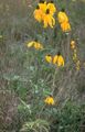 Λουλούδια κήπου Μεξικάνικη Καπέλα, Γκρι Επικεφαλής Coneflower, Όρθια Λιβάδι Coneflower, Κίτρινο Coneflower, Κόκκινα Καπέλα, Ratibida κίτρινος φωτογραφία