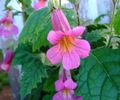 Tuin Bloemen Chinees Vingerhoedskruid, Rehmannia roze foto